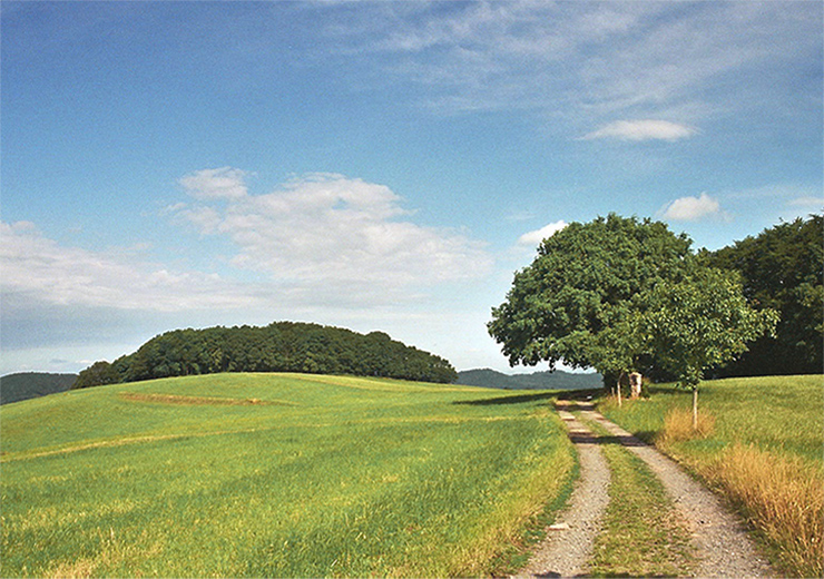 Scenic Greenway – Photography Expansive meadow landscape featuring a gravel path, a large tree, and hills in the background.