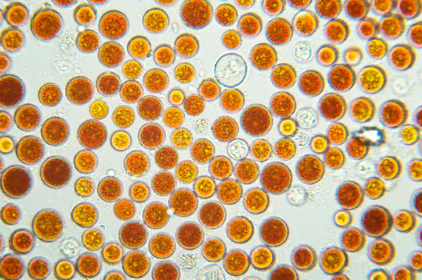 blood rain algae (Haematococcus pluvialis) blood rain algae (Haematococcus pluvialis)
