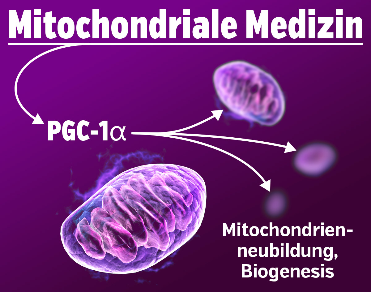Mitochondrial Medicine - PGC-1 alpha, Mitochondrial Formation of New Mitochondria - Biogenesis