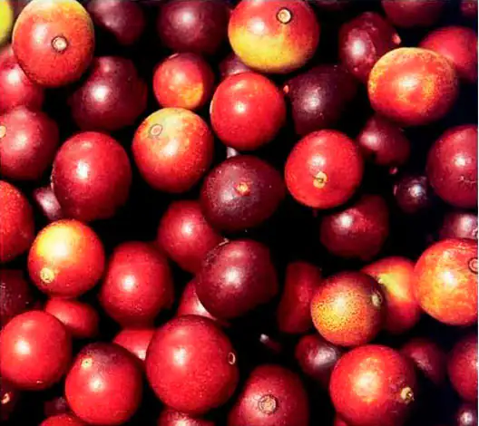 CamuCamu berries