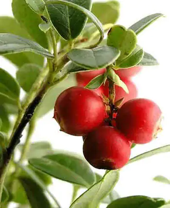 CamuCamu branch CamuCamu branch