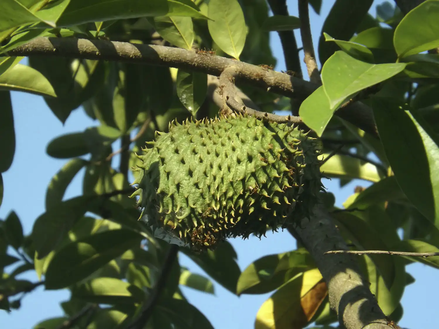 soursop fruit soursop fruit