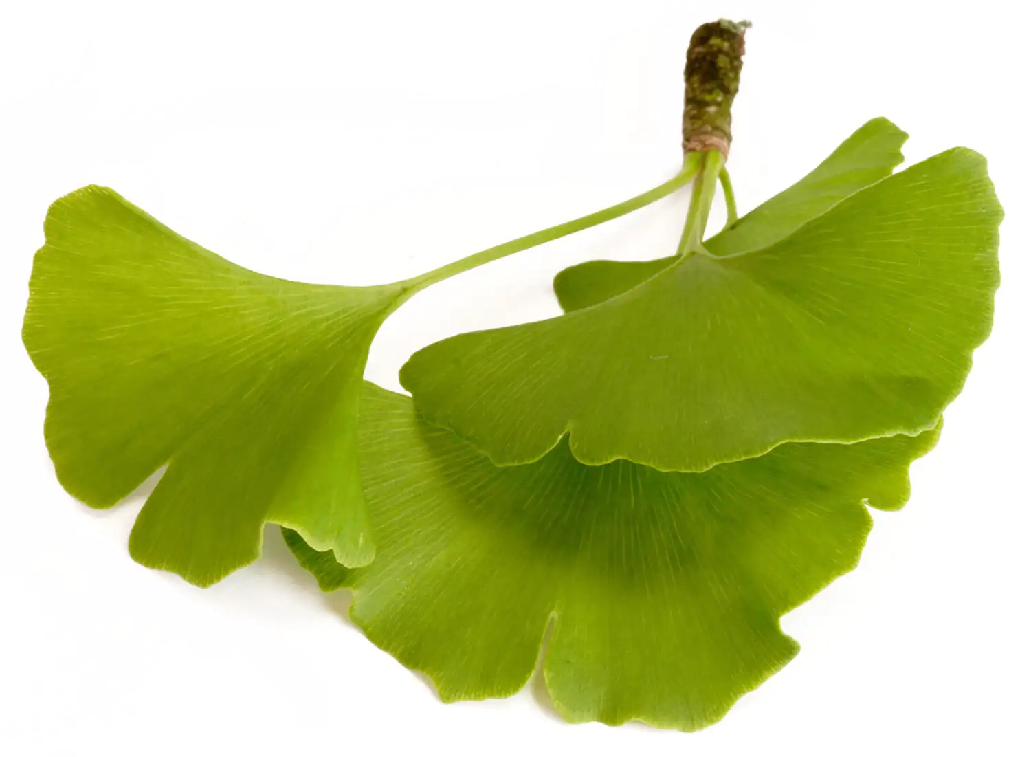 Ginkgo biloba leaf Ginkgo biloba leaf