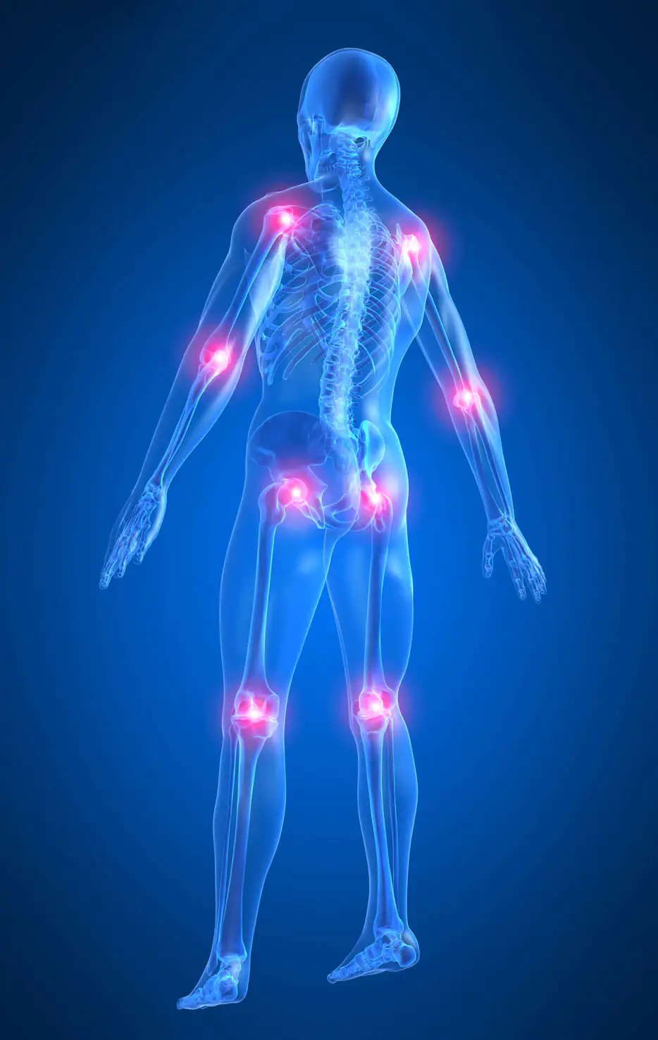 musculoskeletal system