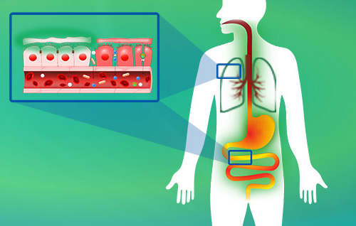 Body Functions Diagram - Illustration Graphic representation of the human body with highlighted organs and blood vessels on a green background.