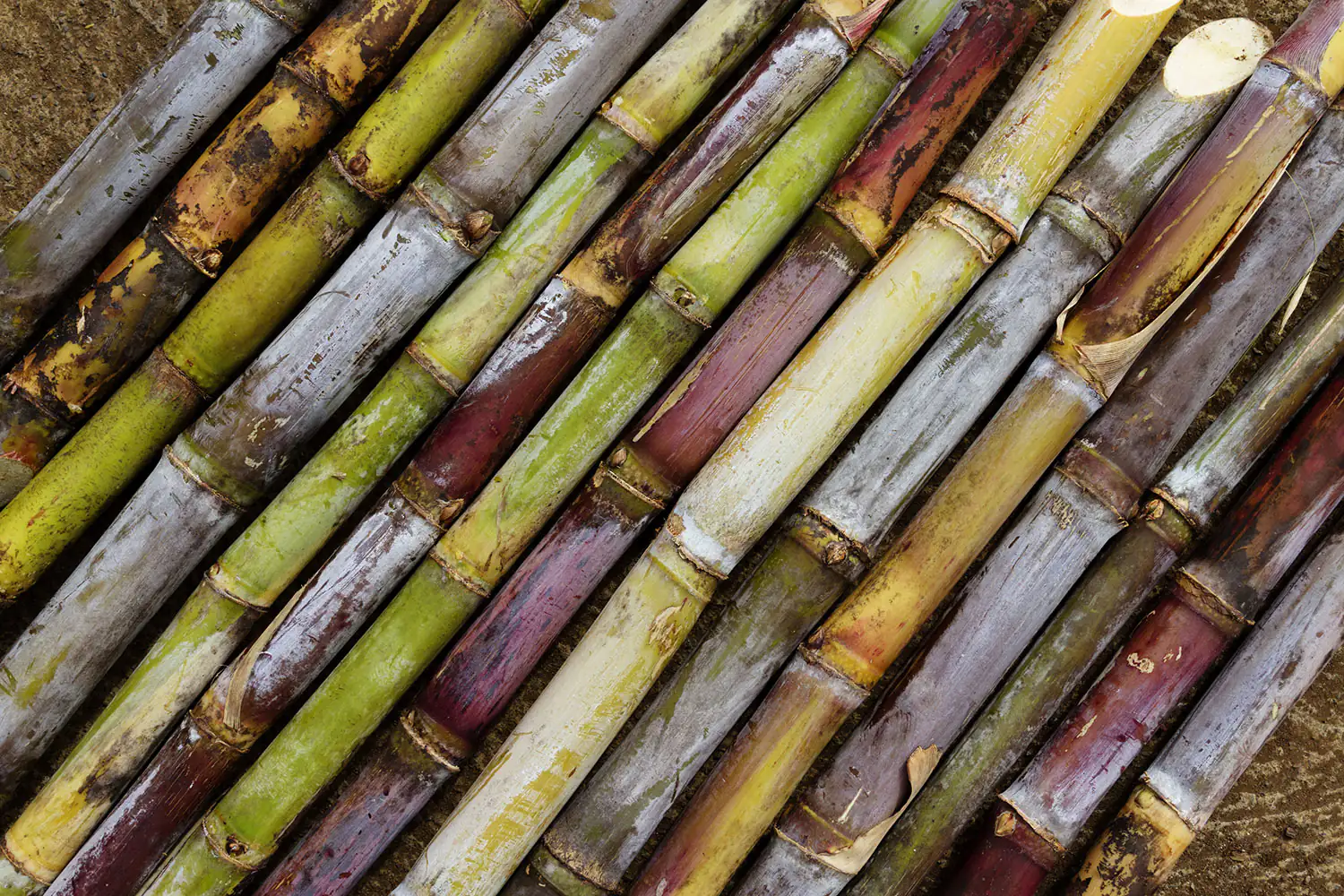 sugar cane sugar cane