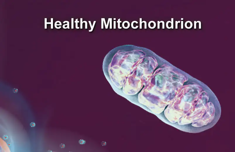 Healthy mitochondrion Healthy mitochondrion