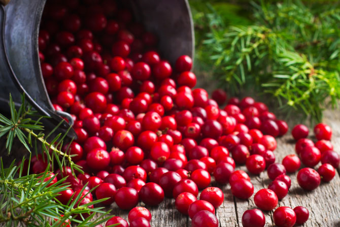 Cranberries 500 g – Bulk Fruits Fresh cranberries, bright red, spilled in a wooden setting, surrounded by green branches.