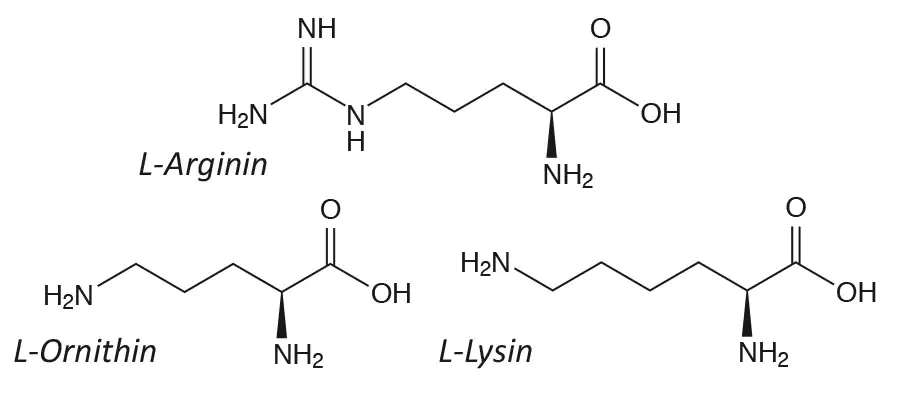 Arginine, Ornithine and Lysine structural formulas Arginine, Ornithine and Lysine structural formulas