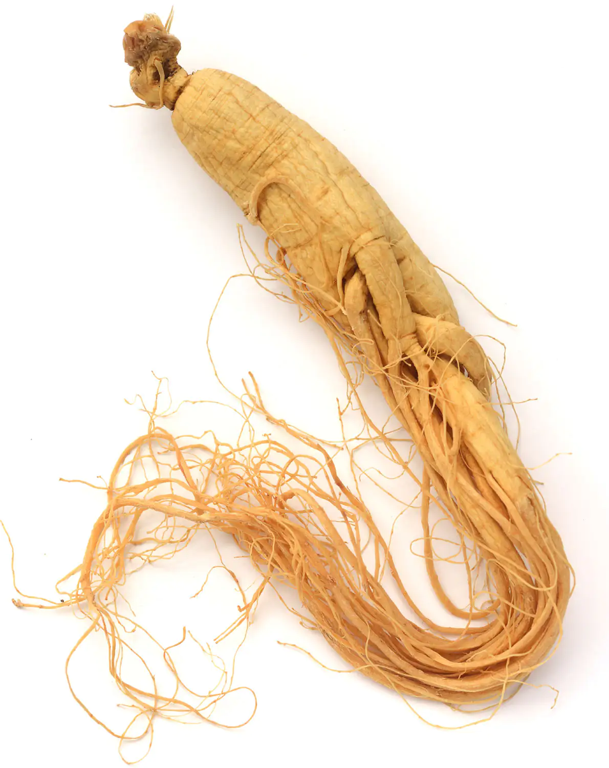 ginseng root ginseng root