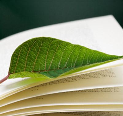 Green Leaf on Open Book Close-up of a green leaf resting on the pages of an open book, bright colors, natural display.