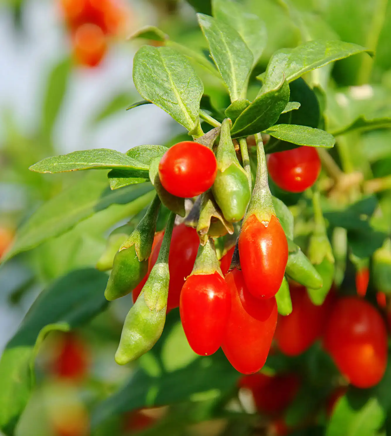 goji berries goji berries