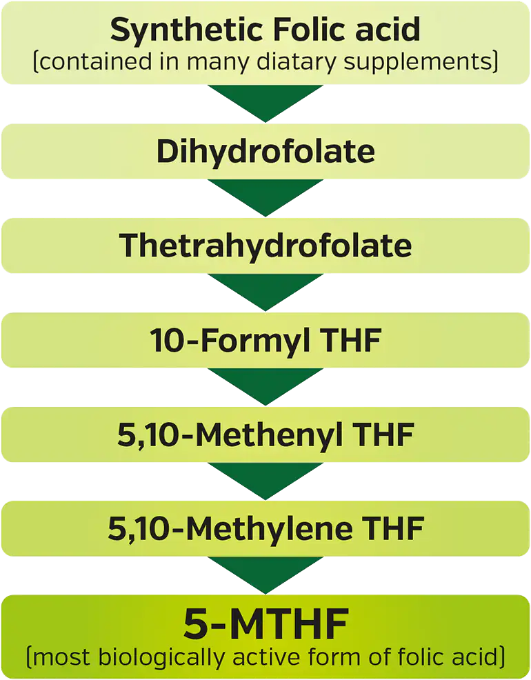 Folic Acid Bioactive Form (Vitamin B9)