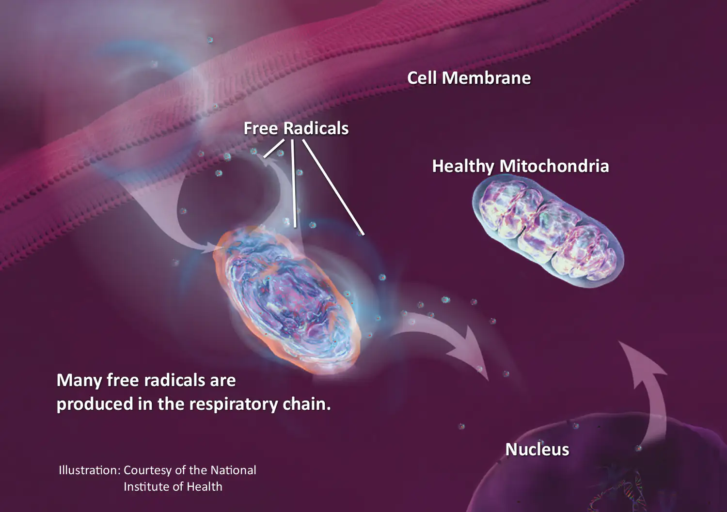 Mitochondrium forte PRO