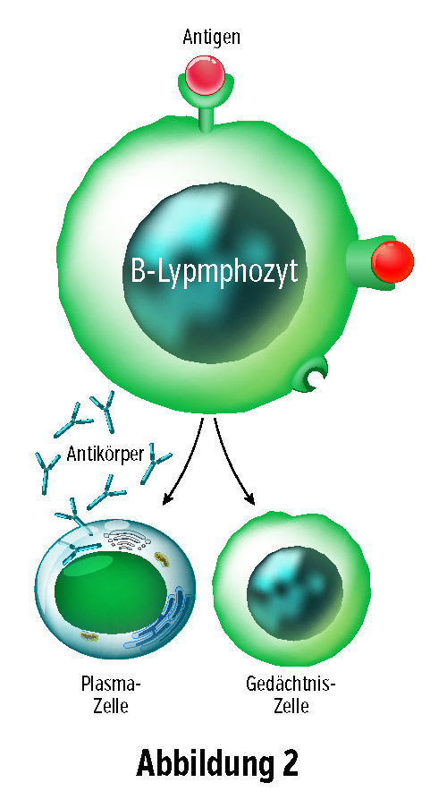 B-Lymphocyte and Antibody Formation Diagram of a B-lymphocyte recognizing antigens, with plasma and memory cells shown in green.