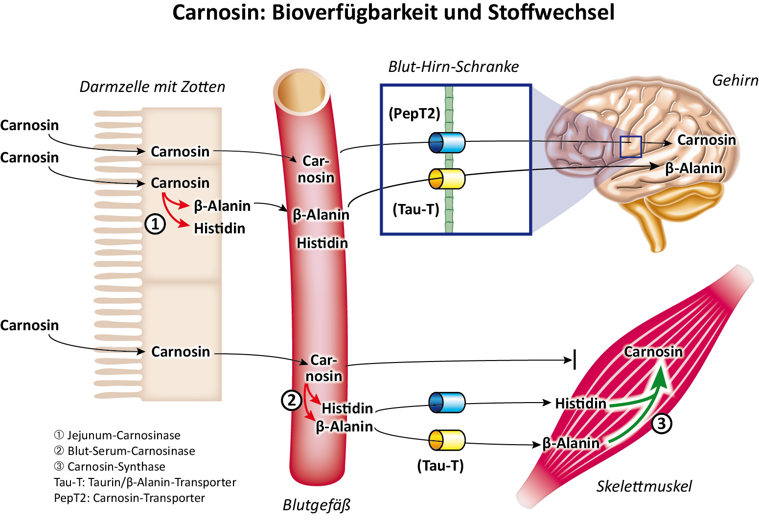 Carnosine - Bioavailability and Metabolism