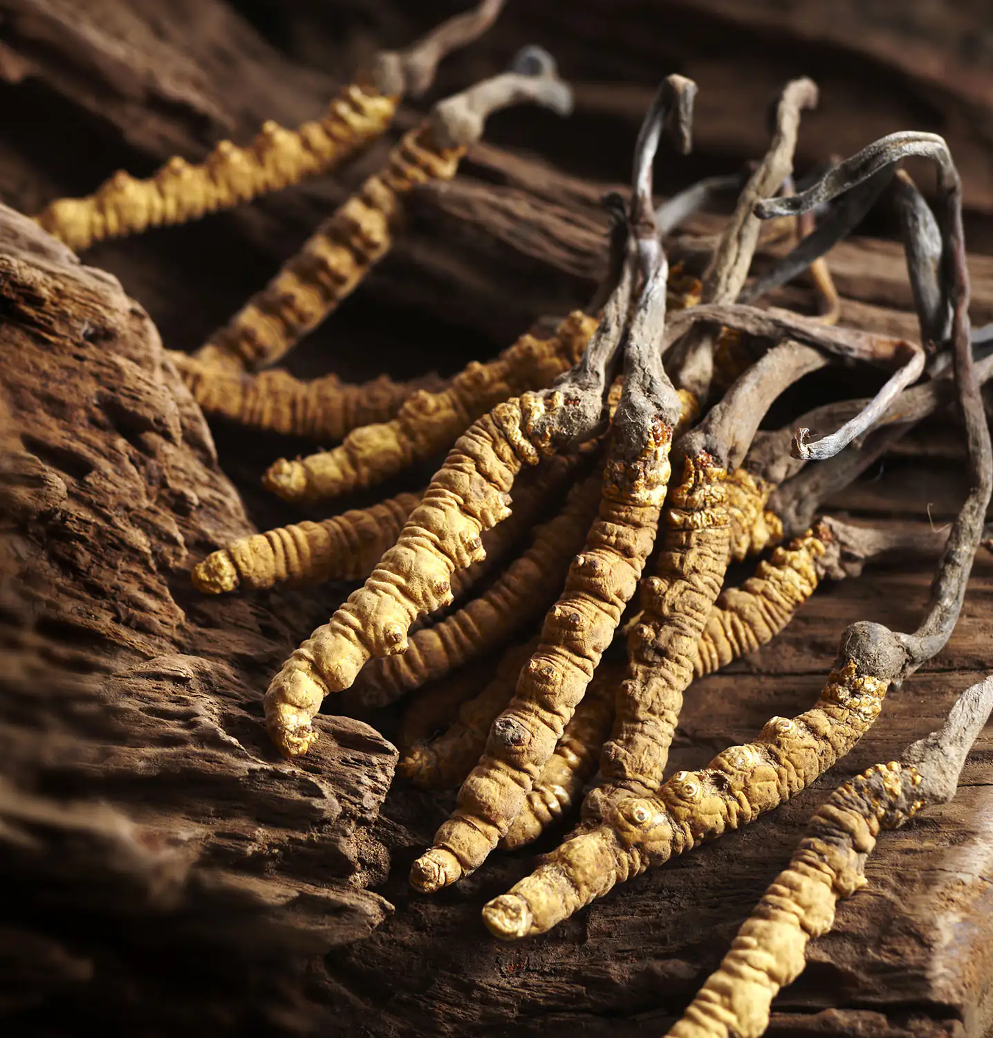 Emperor Mushroom (Cordyceps sinensis) Emperor Mushroom (Cordyceps sinensis)
