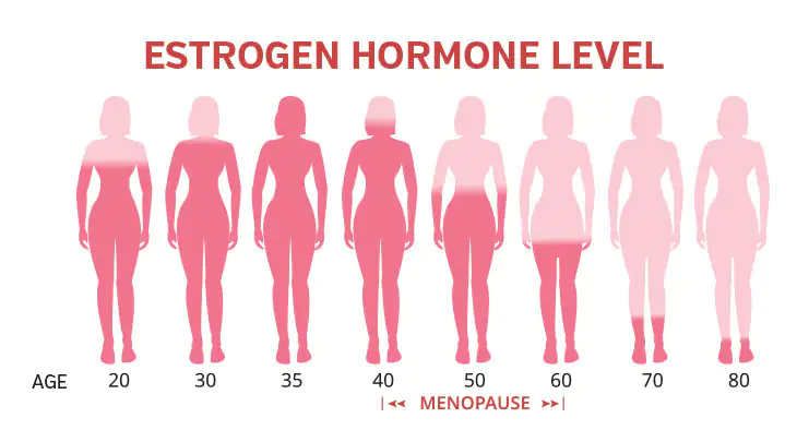 Estrogen Levels Over Lifetime – Chart Chart displays estrogen levels in women aged 20 to 80 years, featuring various color shades.