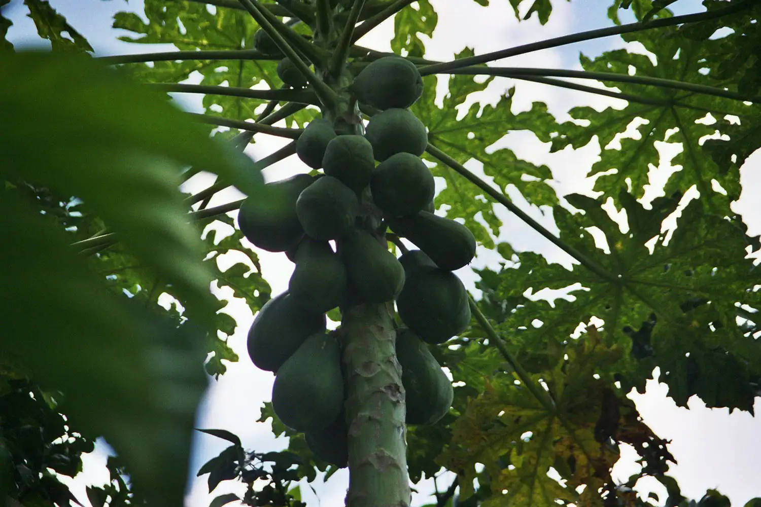 papaya palm papaya palm