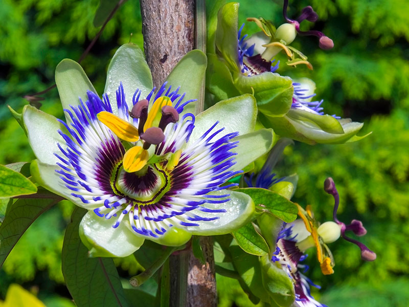 Close-up of a passionflower with white and purple petals and yellow stamens against a green background Close-up of a passionflower with white and purple petals and yellow stamens against a green background