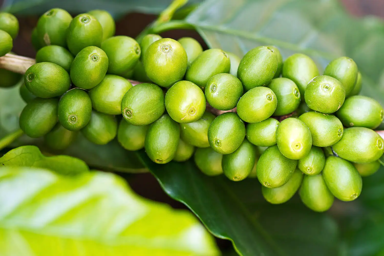 Green coffee beans Green coffee beans
