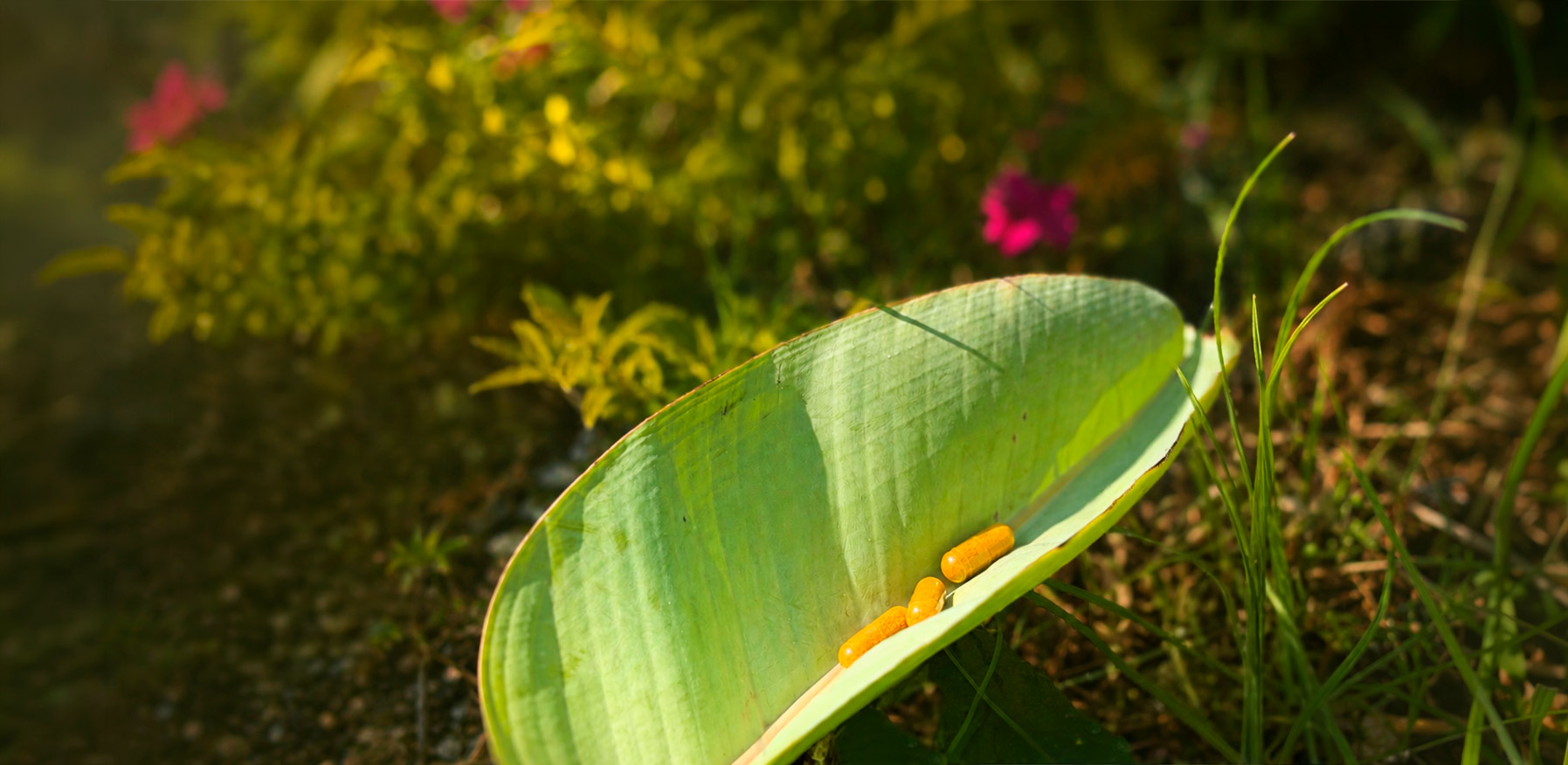 Biotikon homepage image leaf with capsules