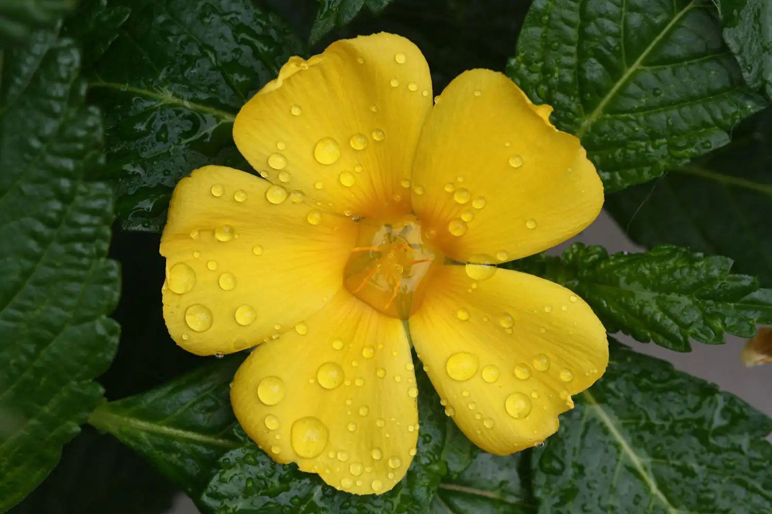 Damiana flower Damiana flower