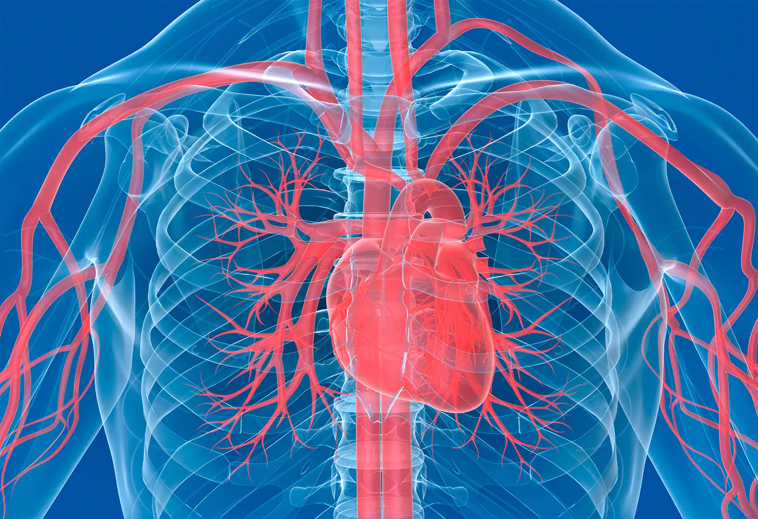 heart and blood vessels