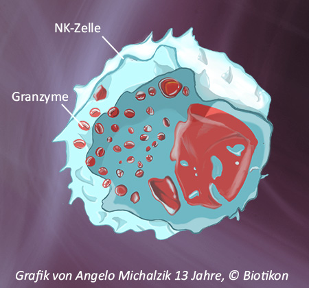 NK-Zelle_angelo