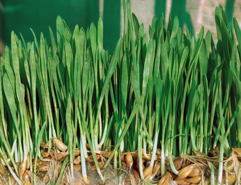 Wheatgrass Powder – 250 g Wheatgrass in a clear view, vibrant green blades with brown roots, fresh and lively.