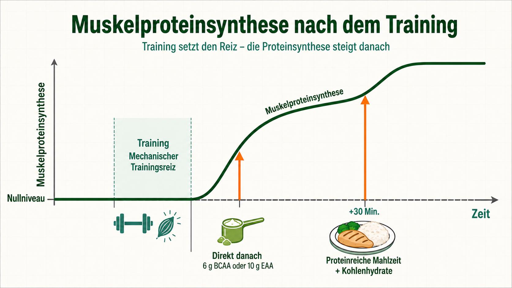 Body recomposition – muscle protein synthesis after training
