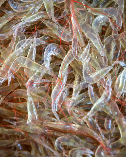 krill
