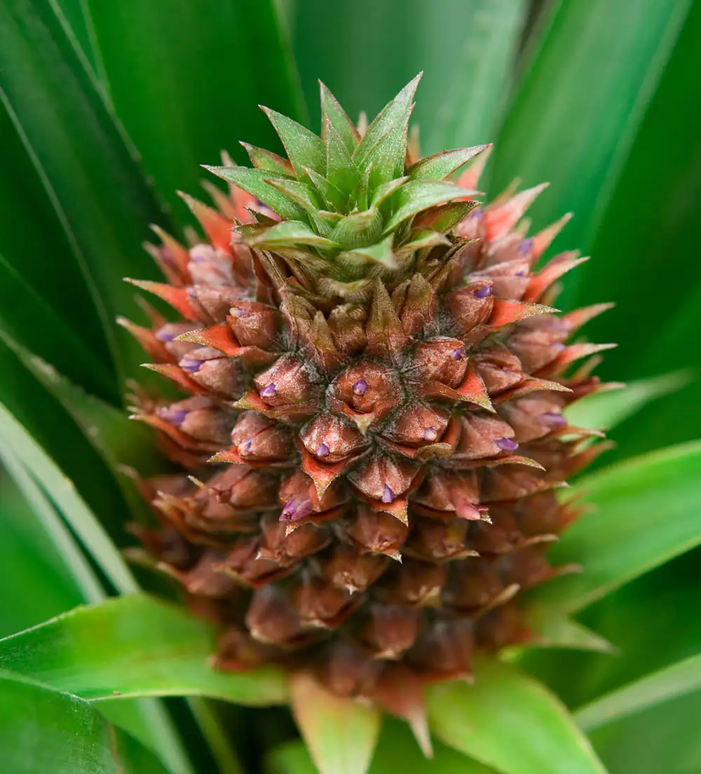 pineapple fruit pineapple fruit
