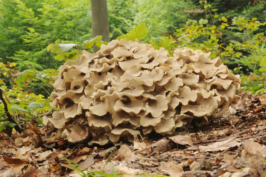 Polyporus umbellatus fungus