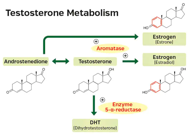 Testosterone Metabolism Diagram Illustration of testosterone metabolism showing androstenedione, testosterone, and DHT, with graphical chemical structures.