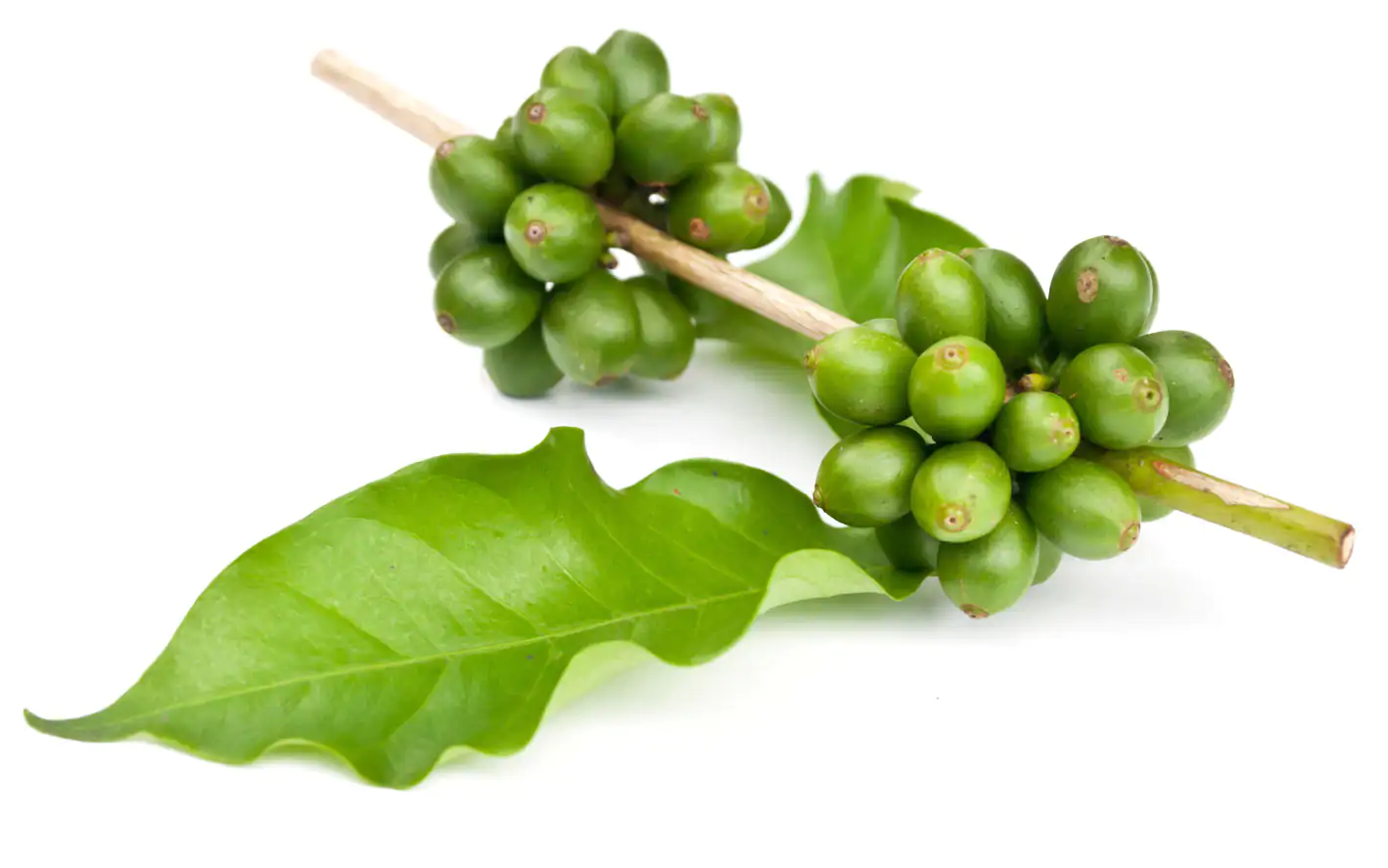 Green coffee beans