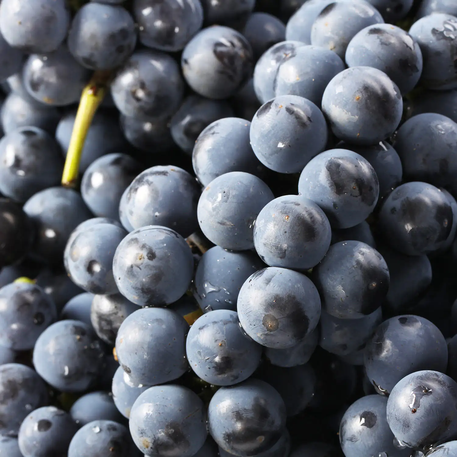 red grapes red grapes