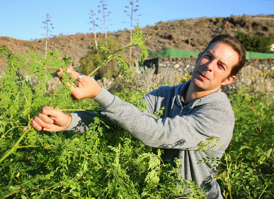 Man shows Moringa tree Man shows Moringa tree
