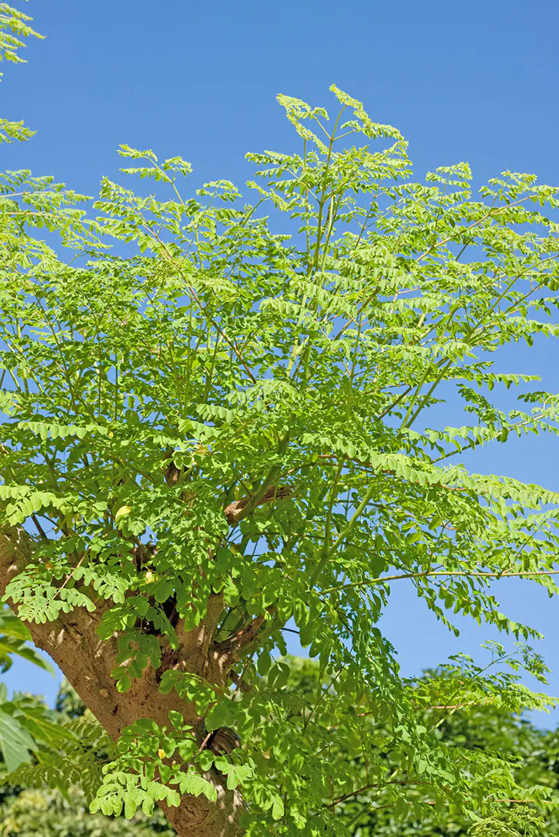 Moringa tree - miracle tree Moringa tree - miracle tree