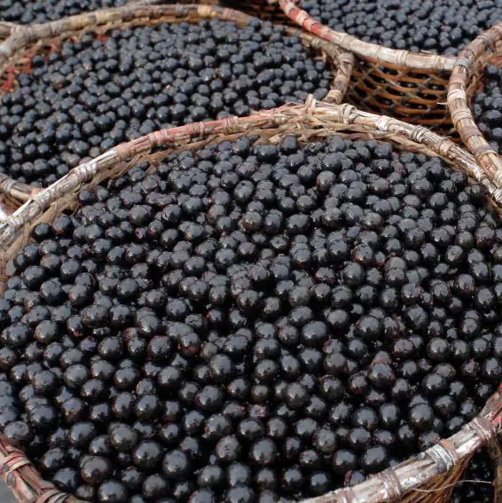 Acai berries Acai berries