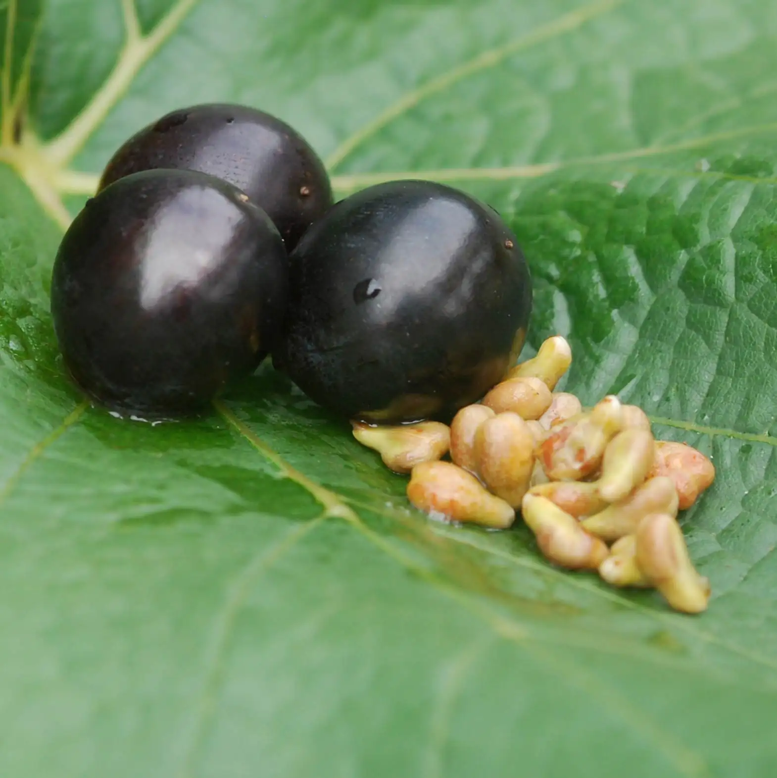 OPC grape seeds OPC grape seeds