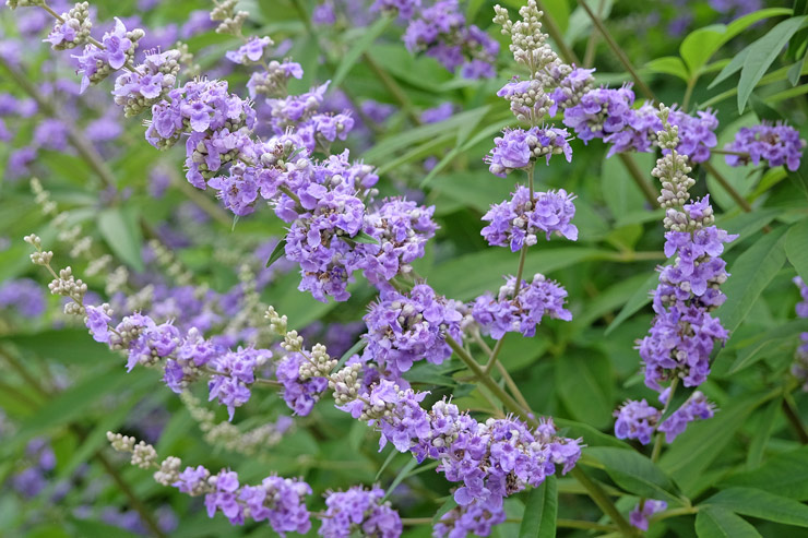 chaste tree_plant chaste tree_plant