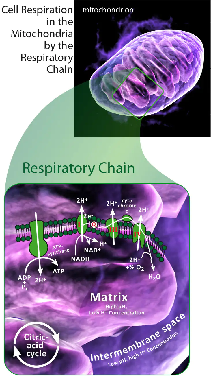 Mitochondrium forte PRO