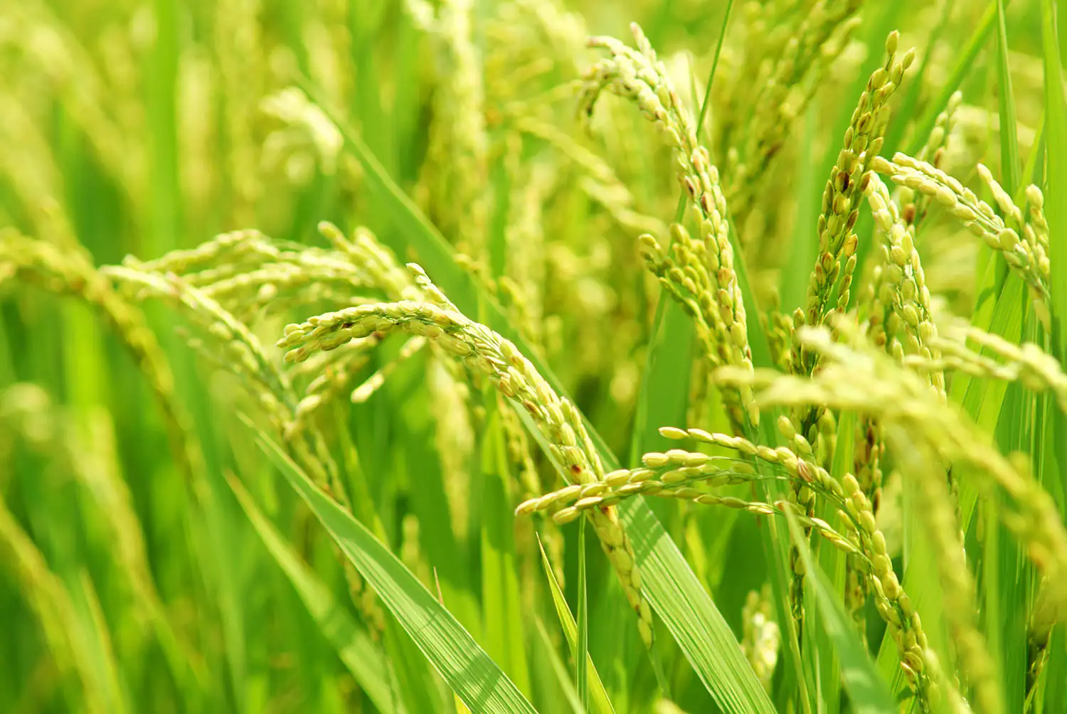 rice plant