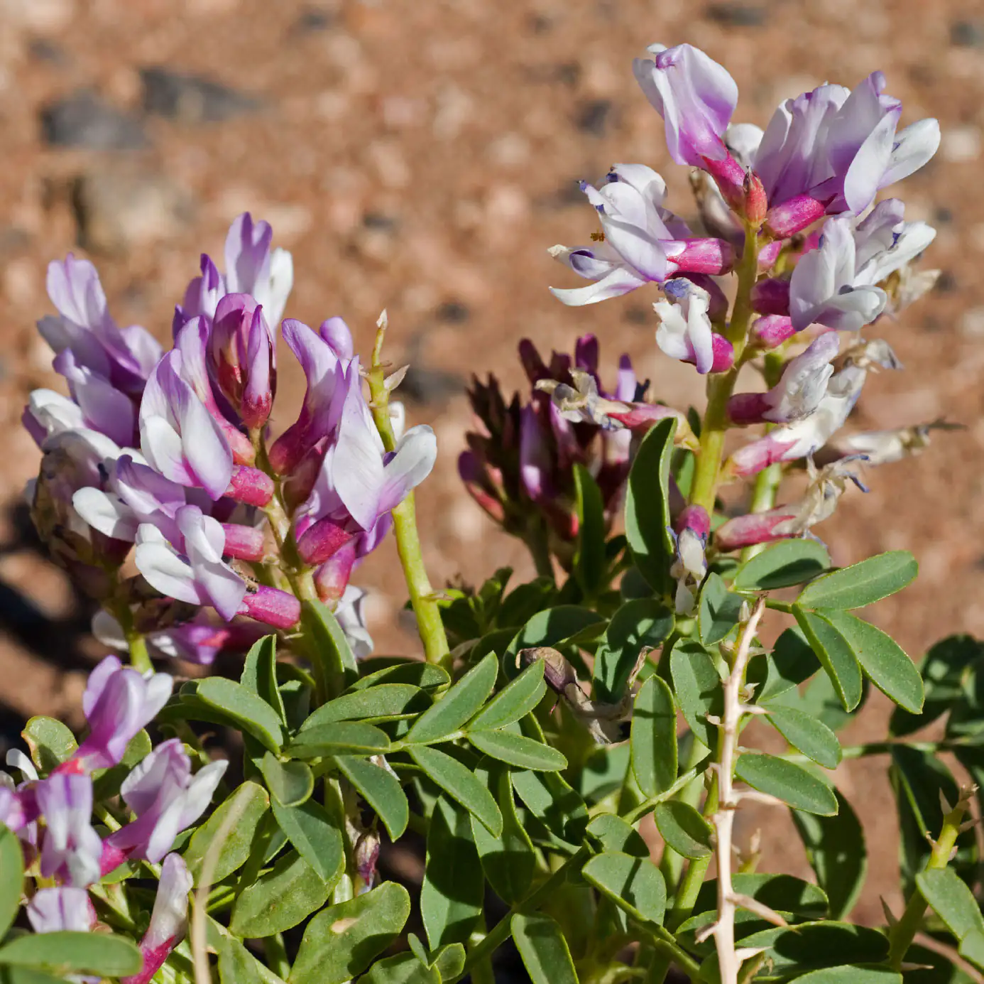 Astragaloside IV Astragalus membranaceus plant Astragaloside IV Astragalus membranaceus plant