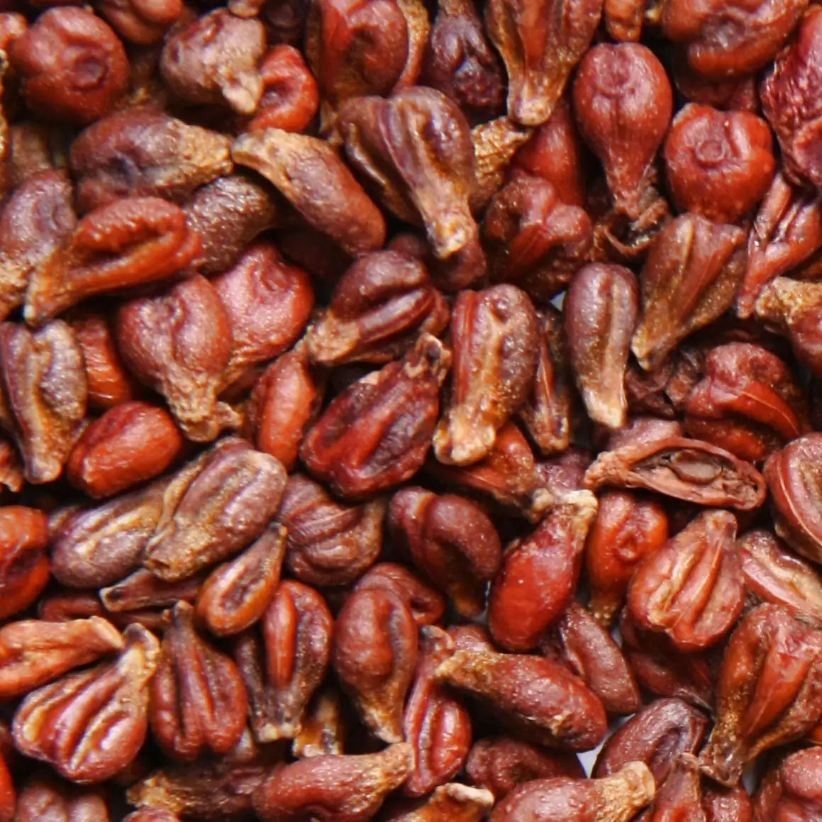 grape seeds grape seeds