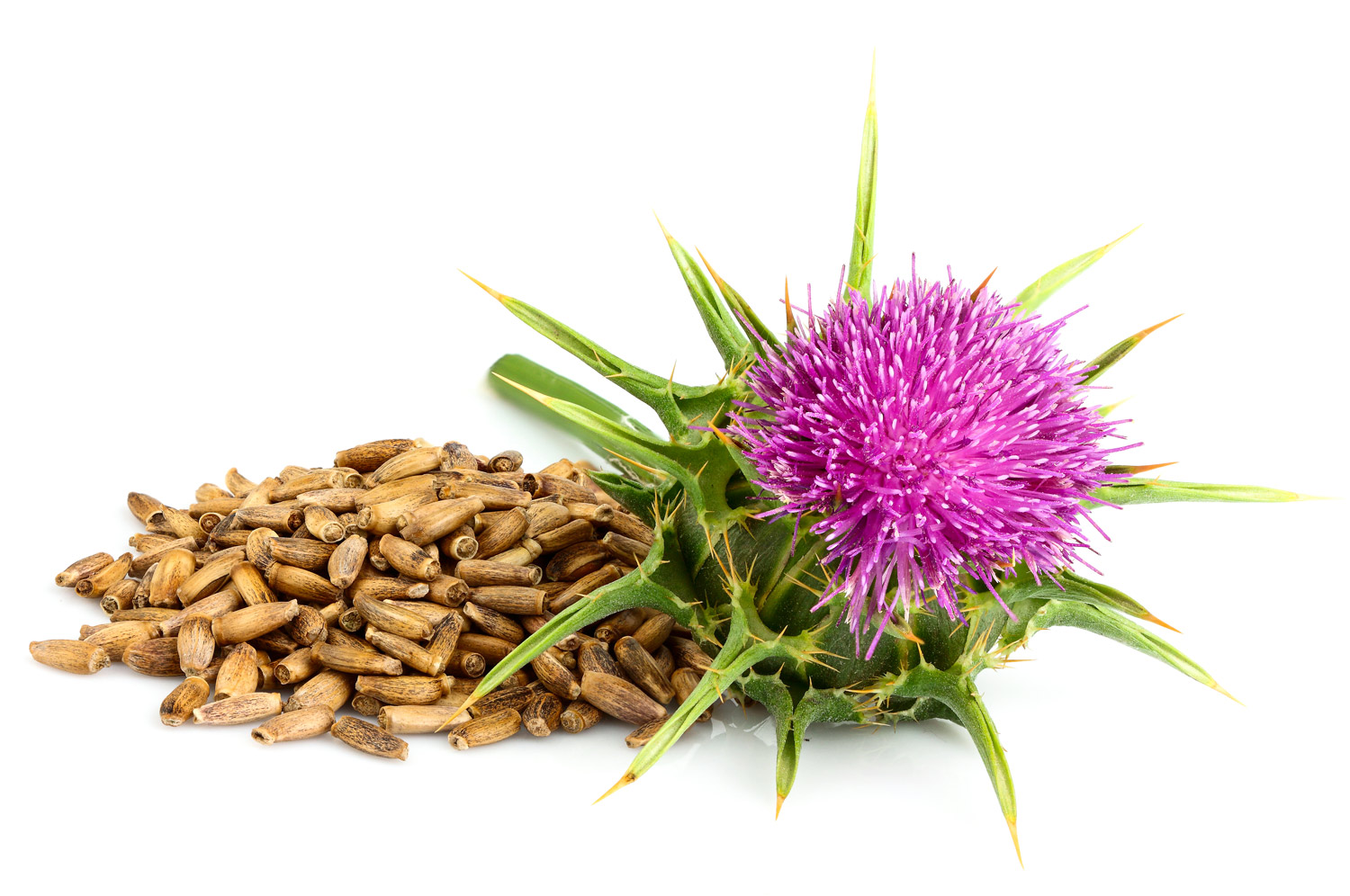 Milk Thistle Seeds – 500 g Milk thistle flower next to a batch of dried seeds, brown, on a white background.