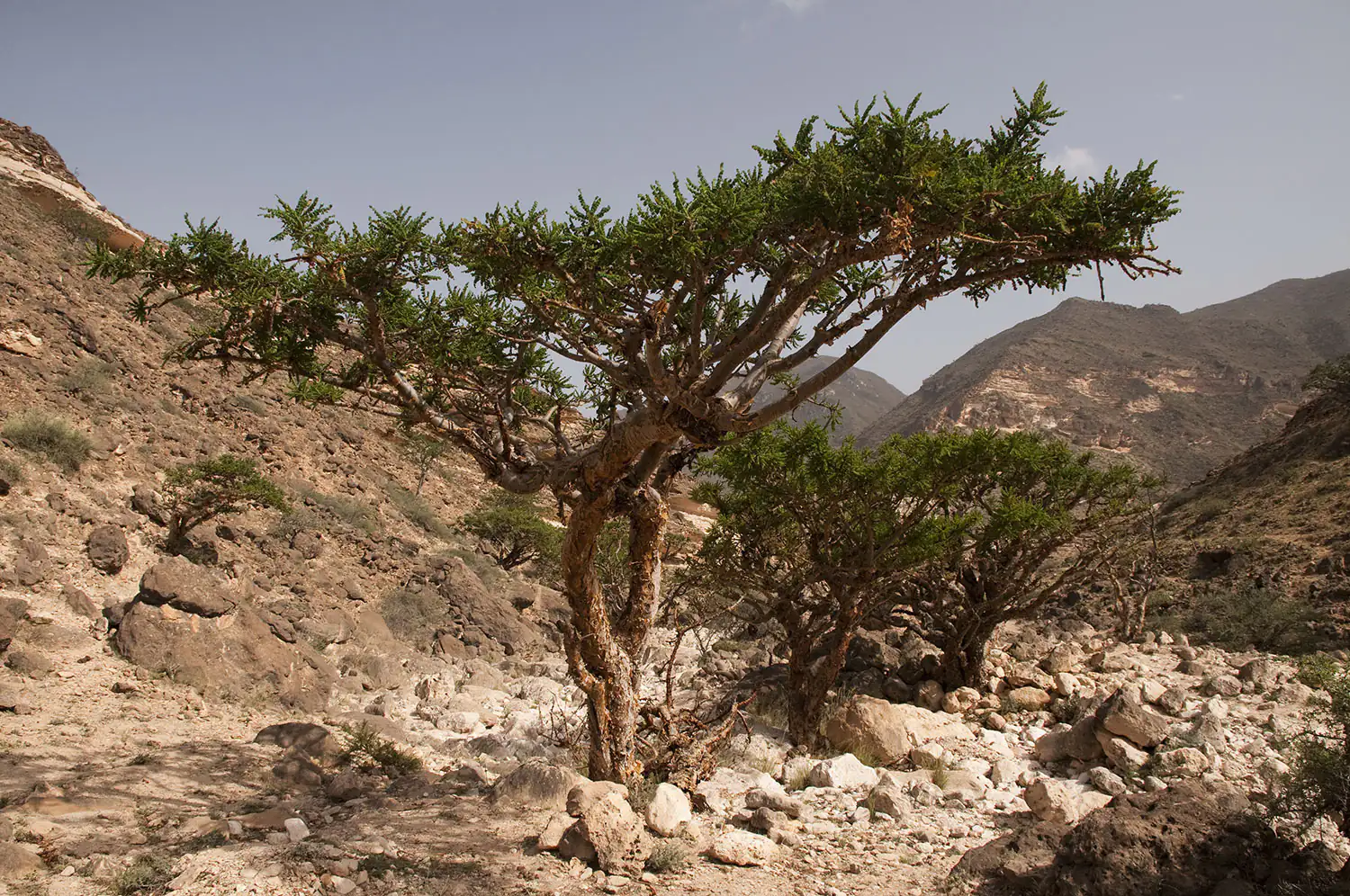 boswellia tree