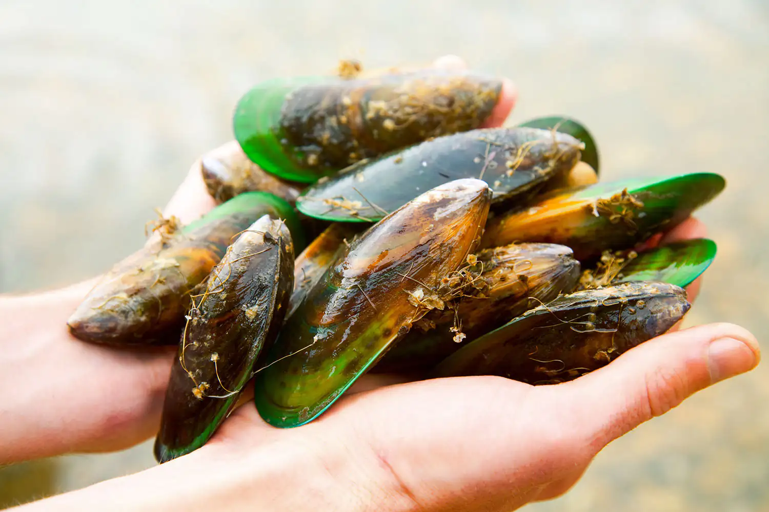 green-lipped mussels