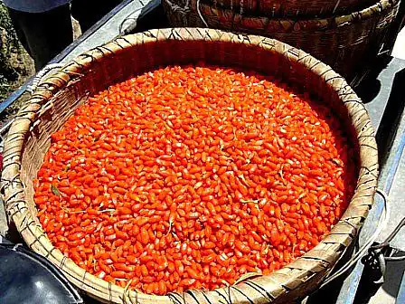 Goji berries harvest Goji berries harvest